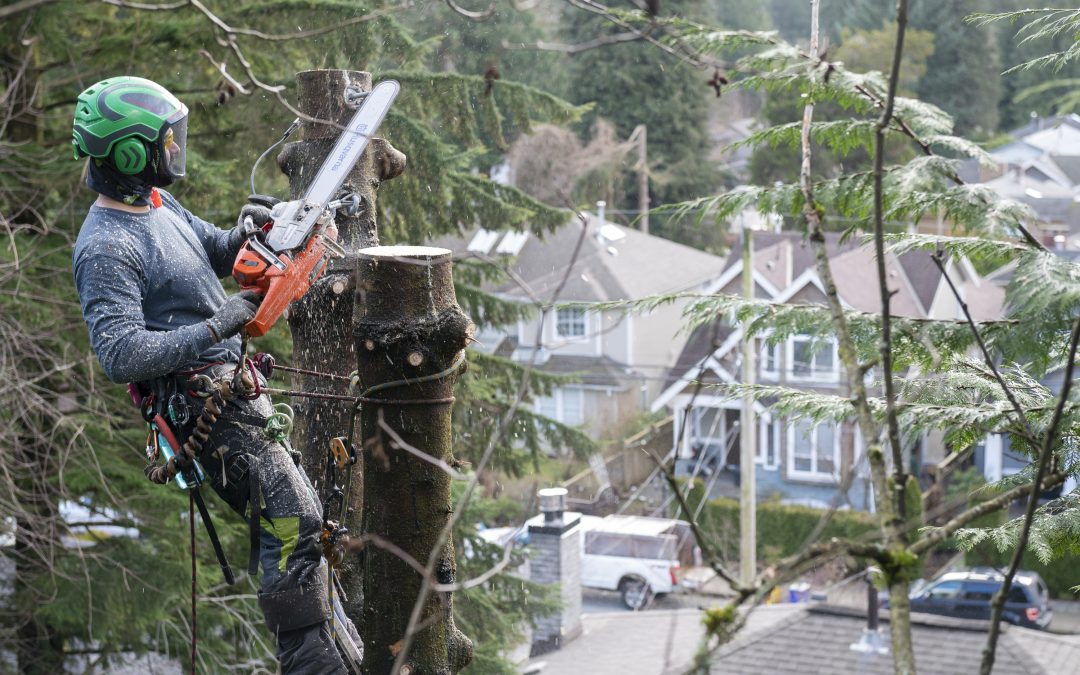 🌳 Devine Arboriculture: Growing Community, One Tree at a Time